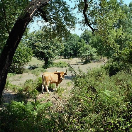 Quinta Castanheira Διαμέρισμα Santa Comba Dao Εξωτερικό φωτογραφία