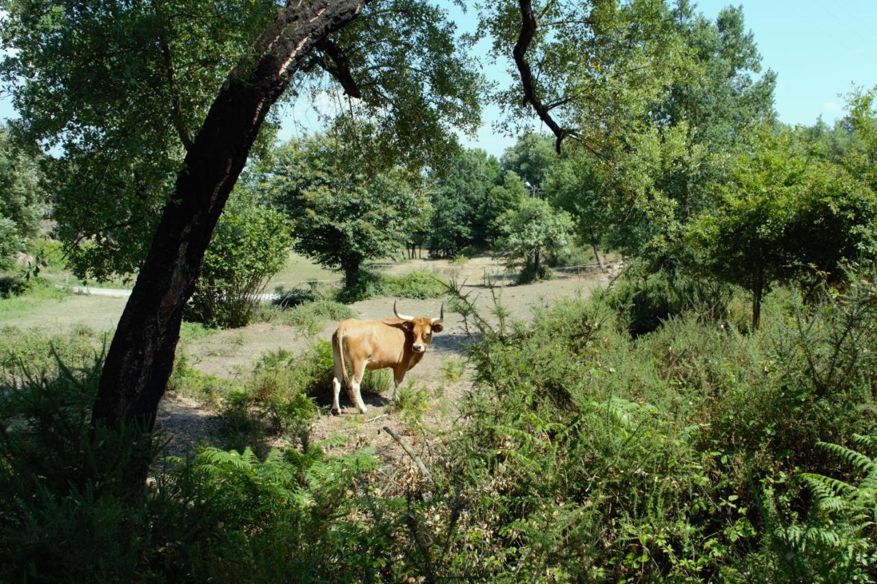 Quinta Castanheira Διαμέρισμα Santa Comba Dao Εξωτερικό φωτογραφία