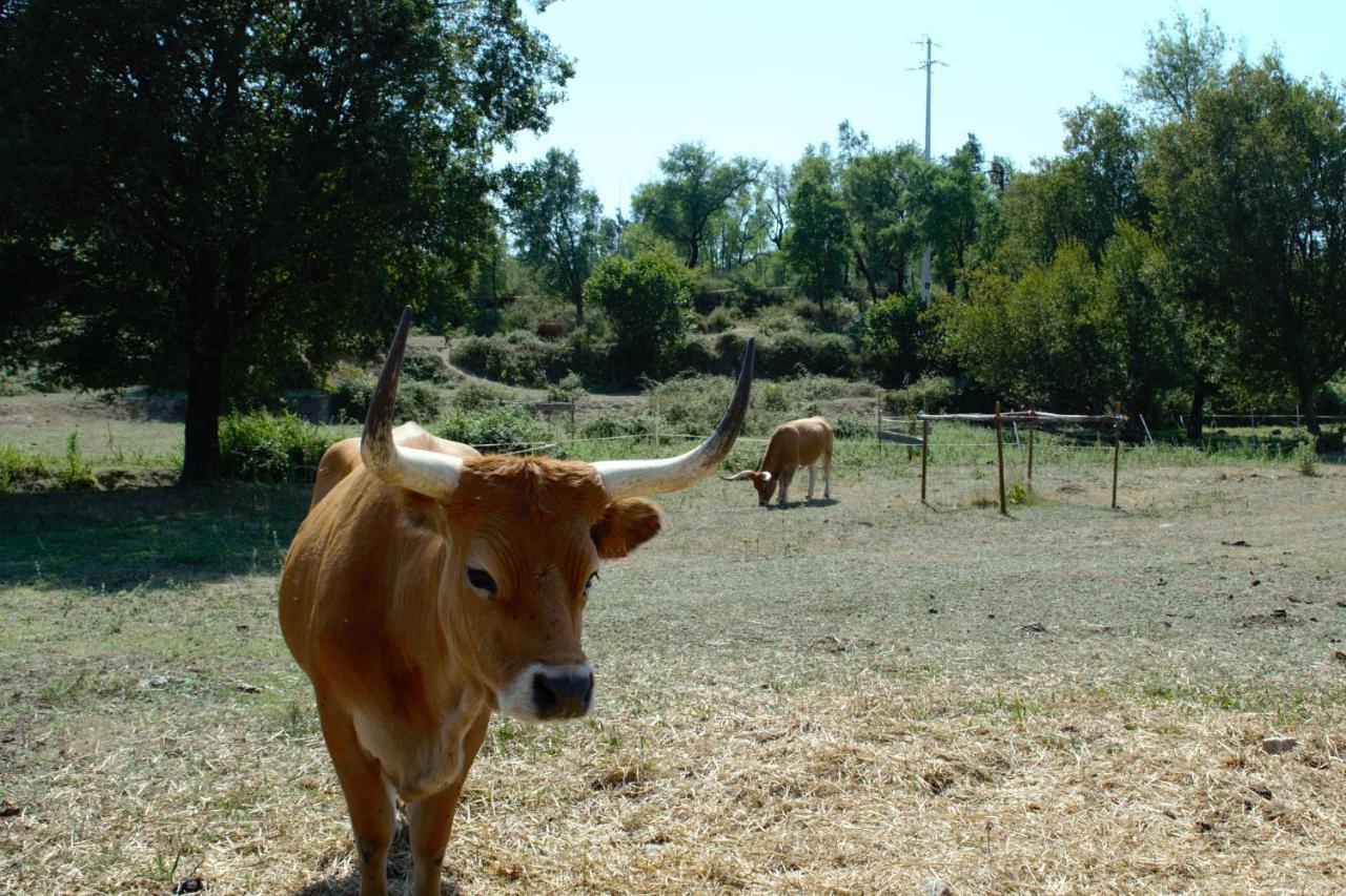Quinta Castanheira Διαμέρισμα Santa Comba Dao Εξωτερικό φωτογραφία